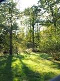Forêt de Cléré