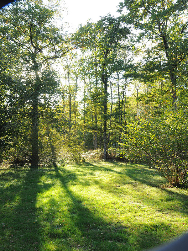 Forêt de Cléré