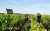 Vinoloire Wine-tours