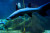 Loire Valley Aquarium