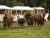 Réserve de Beaumarchais - Les grands gibiers d'élevage en Safari Train
