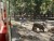Réserve de Beaumarchais - Les grands gibiers d'élevage en Safari Train