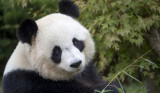 ZooParc de Beauval