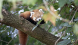 ZooParc de Beauval