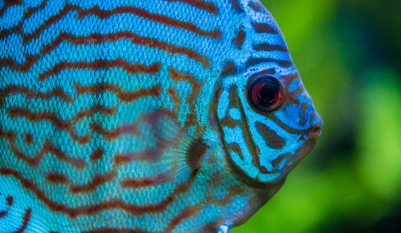 Aquarium de Touraine