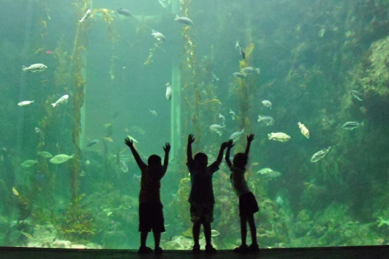 Aquarium enfant