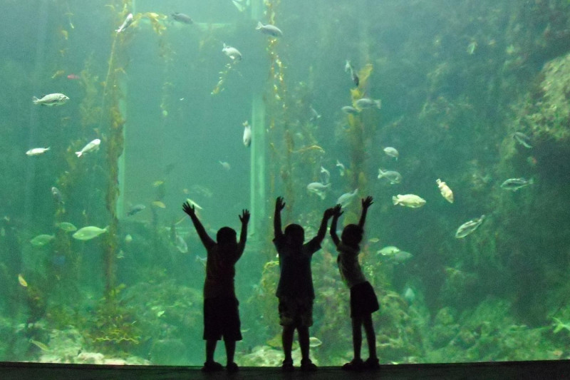 Billet aquarium Val de Loire enfant
