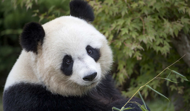 ZooParc de Beauval