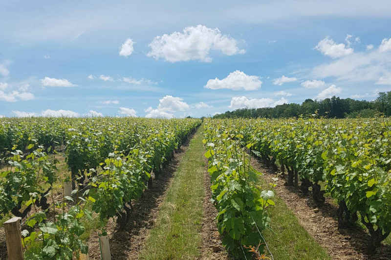 Découverte des vins de Loire Vouvray