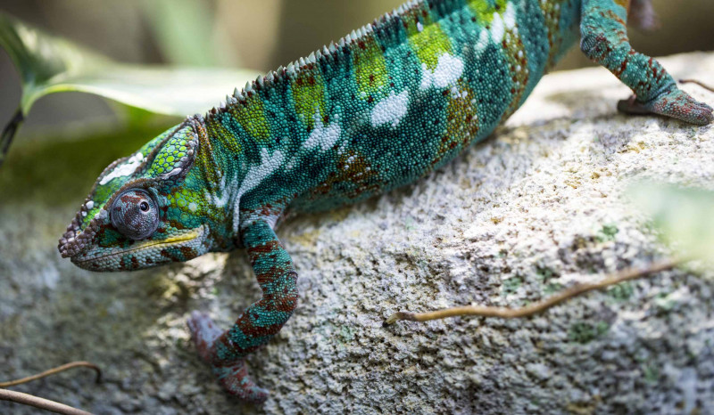 ZooParc de Beauval