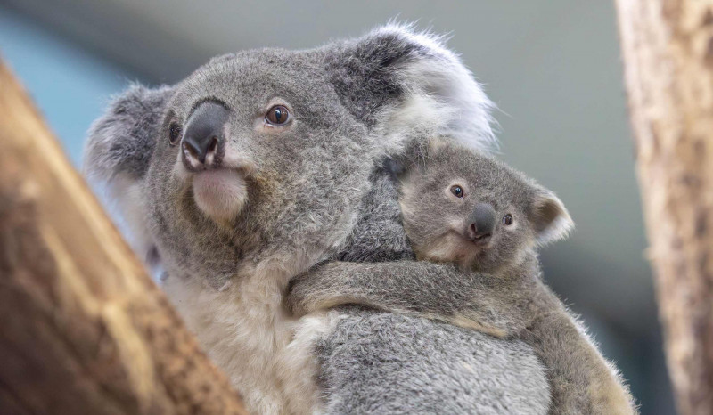 ZooParc de Beauval