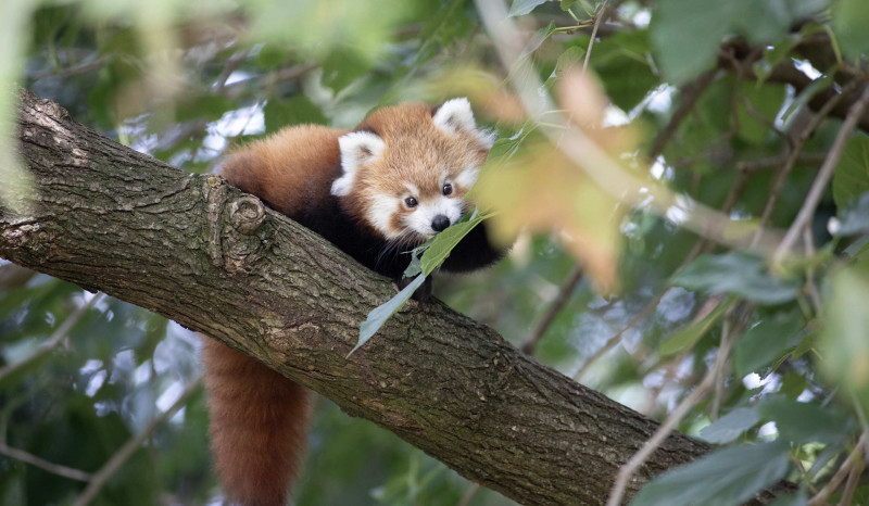 ZooParc de Beauval