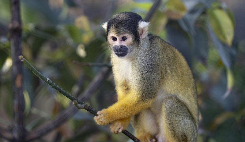 ZooParc de Beauval