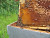 Extraction du miel de la Gloriette