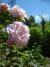 Bouture et bouturage