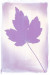 Anthotype et cyanotype
