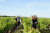Afternoon - wine-tour in Chinon and Touraine