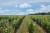 Après-midi découverte des vins de Loire Vouvray